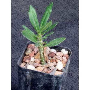 Pachypodium succulentum 2-inch pots