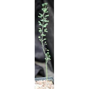 Parkinsonia florida 5-inch pots