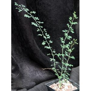 Parkinsonia florida 5-inch pots