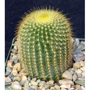 Notocactus leninghausii 4-inch pots