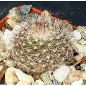 Parodia sanguiniflora 3-inch pots