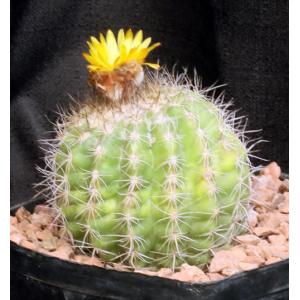 Parodia tredecimcostata one-gallon pots