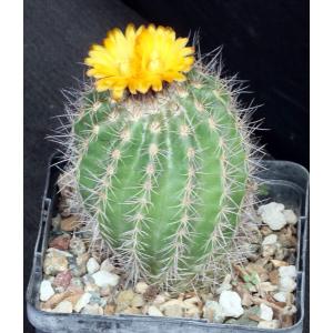 Parodia procera 5-inch pots
