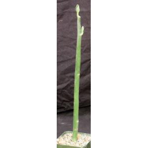 Pedilanthus bracteatus 4-inch pots