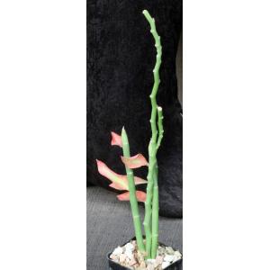 Pedilanthus tithymaloides ssp. tithymaloides 2-inch pots