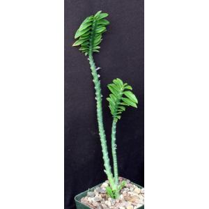 Pedilanthus tithymaloides “nana” 4-inch pots