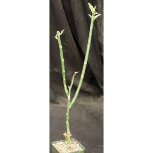 Pedilanthus tithymaloides ssp. smallii (variegated) 4-inch pots
