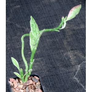 Pedilanthus tithymaloides ssp. smallii (variegated) 2-inch pots