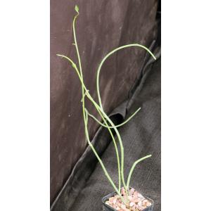 Pedilanthus cymbiferus 2-inch pots
