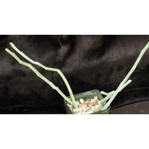 Pedilanthus macrocarpus 4-inch pots