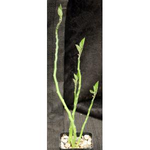 Pedilanthus tithymaloides ssp. tithymaloides 2-inch pots
