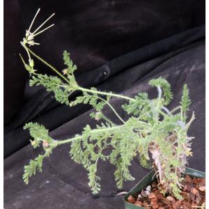 Pelargonium hirtum 4-inch pots
