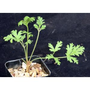 Pelargonium myrrhifolium var. coriandrifolium 2-inch pots