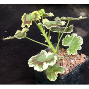 Pelargonium cv Mrs. Pollock 5-inch pots