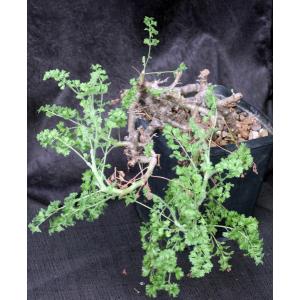Pelargonium alternans one-gallon pots
