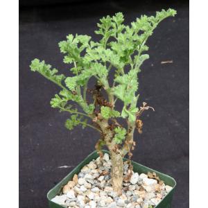 Pelargonium alternans 4-inch pots