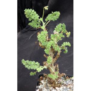 Pelargonium alternans 5-inch pots