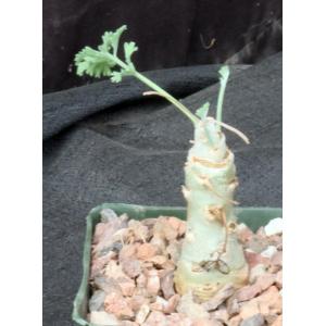 Pelargonium carnosum 5-inch pots