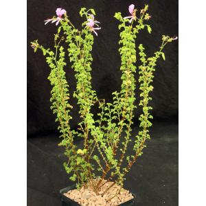 Pelargonium crispum cv Cy\'s Sunburst 5-inch pots