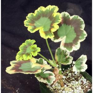 Pelargonium cv Mrs. Pollock 4-inch pots