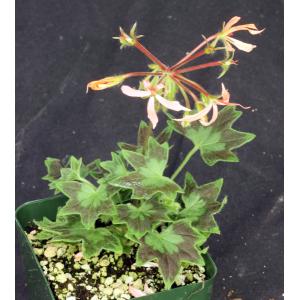 Pelargonium cv \'Stellar Ragtime\' 4-inch pots
