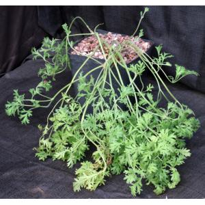 Pelargonium myrrhifolium var. coriandrifolium one-gallon pots