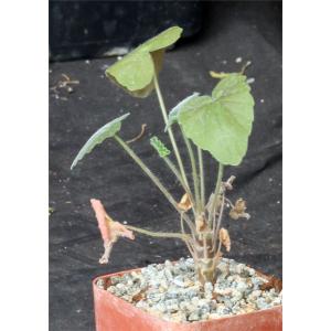 Pelargonium quinquelobatum 3-inch pots