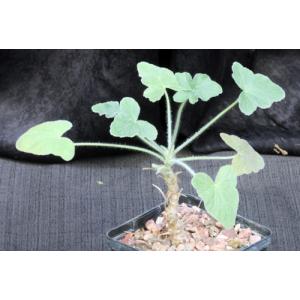 Pelargonium quinquelobatum 5-inch pots