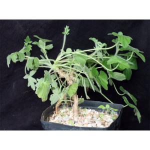 Pelargonium quinquelobatum one-gallon pots