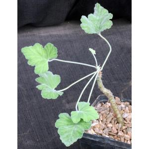 Pelargonium sp. (FKH 16881) 5-inch pots