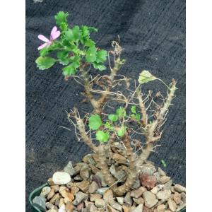 Pelargonium xerophyton 4-inch pots