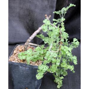 Pelargonium alternans 5-inch pots