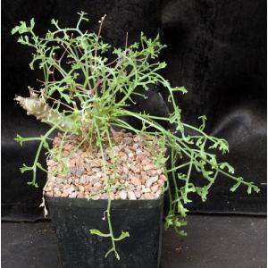 Pelargonium crithmifolium one-gallon pots