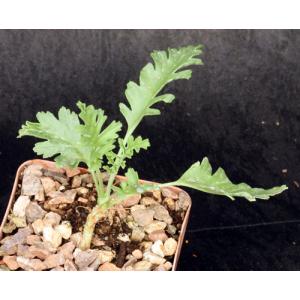 Pelargonium crithmifolium 4-inch pots