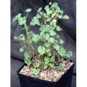 Pelargonium otaviense one-gallon pots