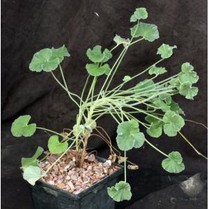 Pelargonium sidoides 5-inch pots