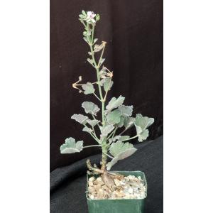 Pelargonium sp. (FKH 16881) 4-inch pots