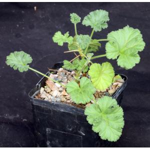 Pelargonium tongaense 5-inch pots