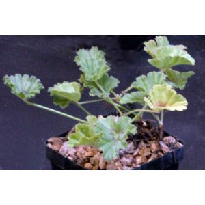 Pelargonium mollicomum 4-inch pots