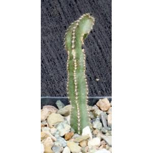 Peniocereus johnstonii 2-inch pots