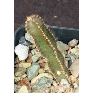 Peniocereus johnstonii 2-inch pots