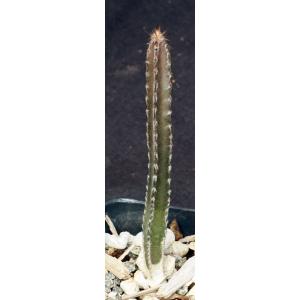 Peniocereus marianus 2-inch pots