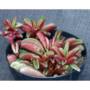 Peperomia graveolens 2-inch pots