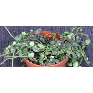 Peperomia prostrata 3-inch pots