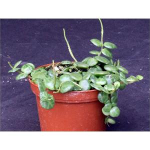 Peperomia prostrata 3-inch pots