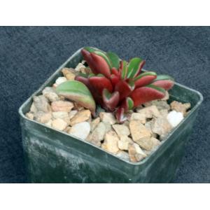 Peperomia graveolens 3-inch pots