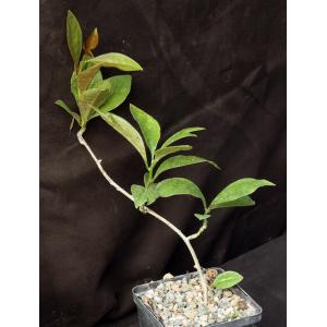 Pereskia aculeata 5-inch pots