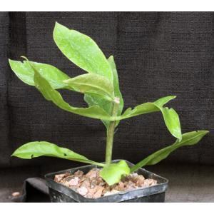 Pereskia grandiflora ssp. violacea 5-inch pots