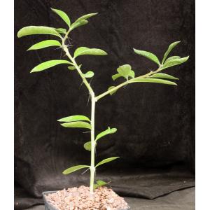 Pereskia grandiflora ssp. violacea one-gallon pots
