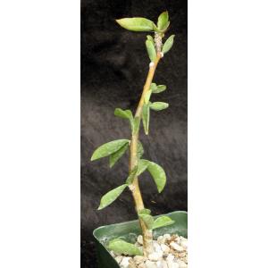 Pereskia grandiflora ssp. violacea 4-inch pots
